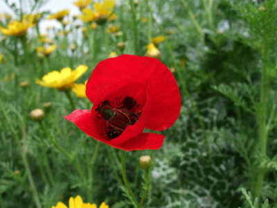 There were green shiney beetles in most of the poppies