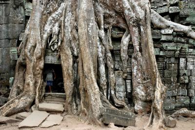 the root entering between the stone of the temple, while enlarging, keeps destroying the ruins