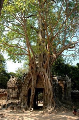 a huge tree grows from the top of the east gopura