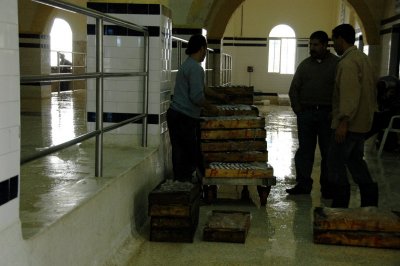 fish market - the place to view the daily fish auctions