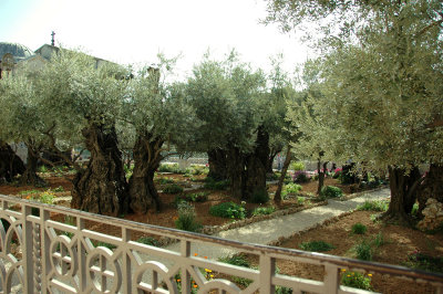 Garden of Olives, Gethsemane