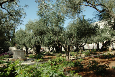 the garden has some of the world's oldest olive trees, some as being over 2000 years old