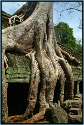 A Tree Grows In Cambodia
