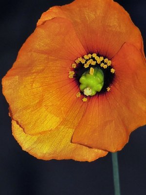 Wind Poppy, Stylomecon heterophylla