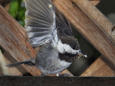 Chestnut-backed Chickadee with food for hatchlings