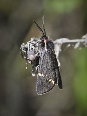 Tiger Moth, Leptarctia sp.