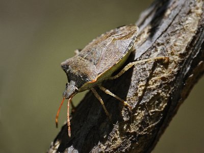 Brown Stink Bug, Euschistus sp
