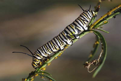 Monarch Caterpillar