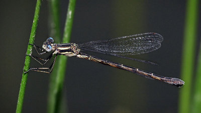Black Spreadwing, female