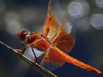 Dragonflies: Order Odonata
