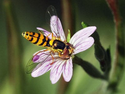 Syrphid Fly, Sphaerophoria sp, female