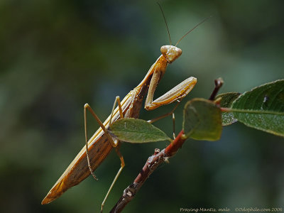 Praying Mantis, male