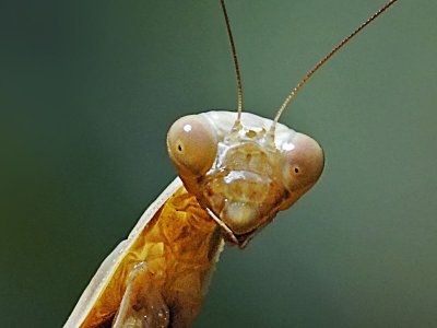Mantises: Order Mantodea