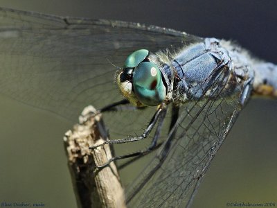 Blue Dasher, mature male