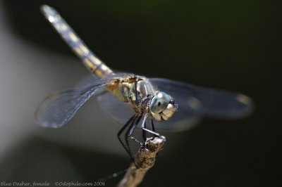 Blue Dasher, female