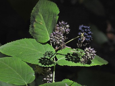 Araliaceae: Ivy, Spikenard