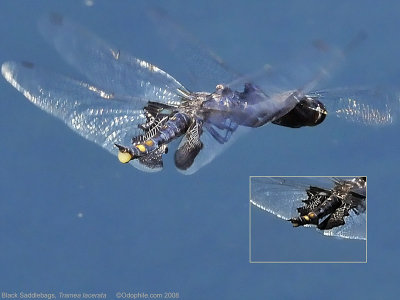 Black Saddlebags, egg mass