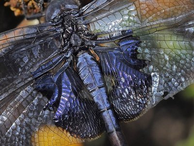 Black Saddlebags