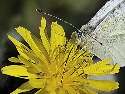 Cabbage White, male