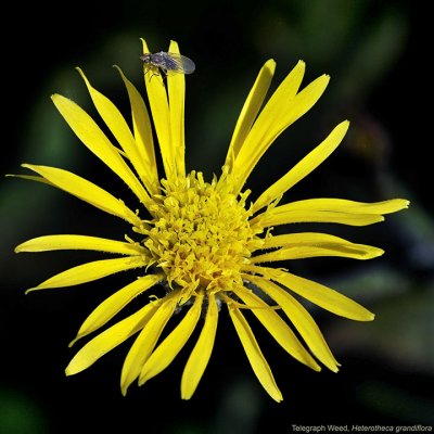 Telegraph Weed, Heterotheca grandiflora