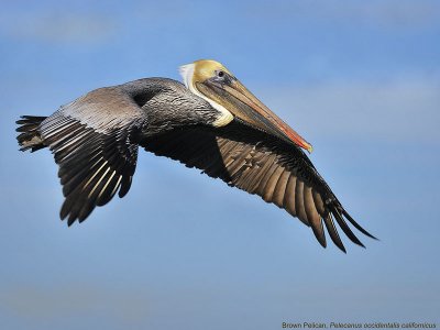 Brown Pelican