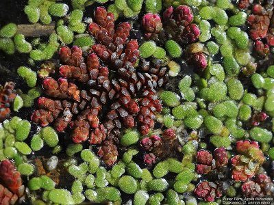 Water Fern, Azolla filiculoides, Duckweed