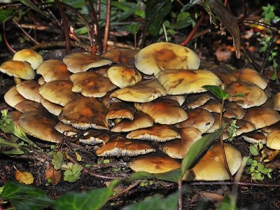 Gilled Mushrooms