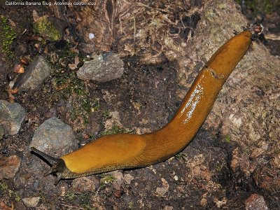 Banana Slug, Ariolimax sp 