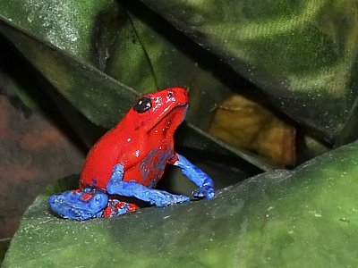 Amazon poison-dart frog