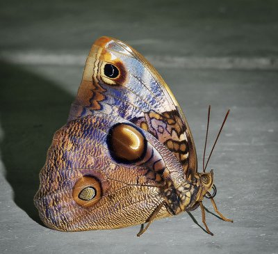 Borneo butterfly