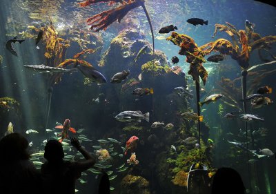 Steinhart Aquarium.jpg