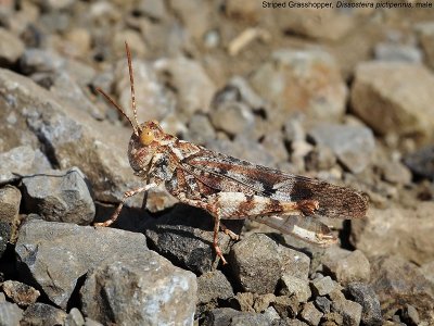 Striped Grasshopper, Dissosteira pictipennis