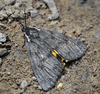 Tiger Moth, Leptarctia californiae