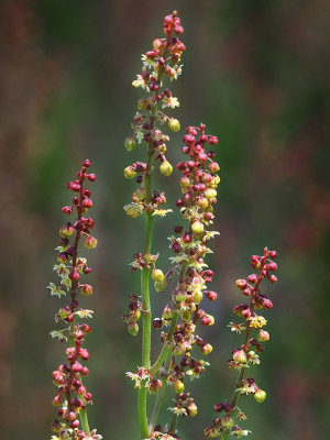 Sheep Sorrel, Rumex acetosella