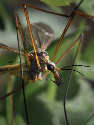 Cranefly, sp