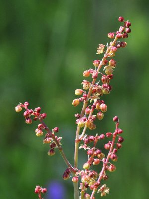 Sheep Sorrel, Rumex acetosella