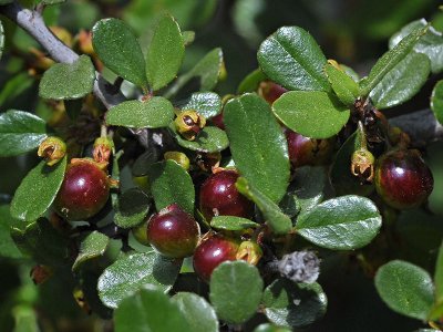 Redberry, Rhamnus crocea