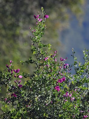 Chapparal Pea, Pickeringia montana