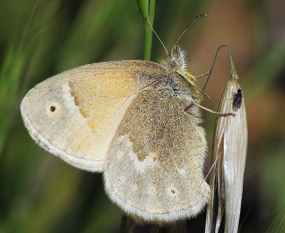 Common Ringlet