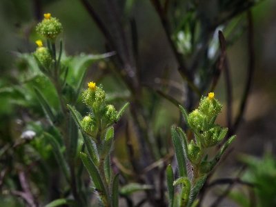 Small Tarweed, Madia exigua