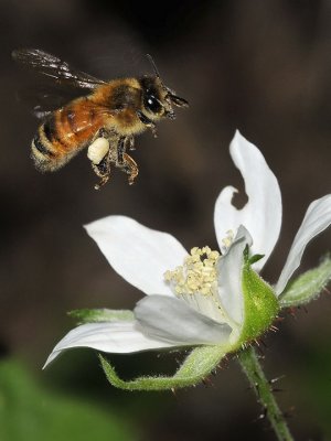 Honey Bee with white pollen