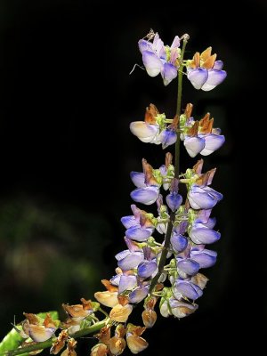 Broadleaf Lupine, Lupinus latifolia