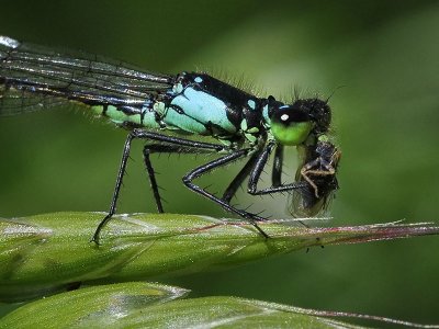 Pacific Forktail, male w-prey