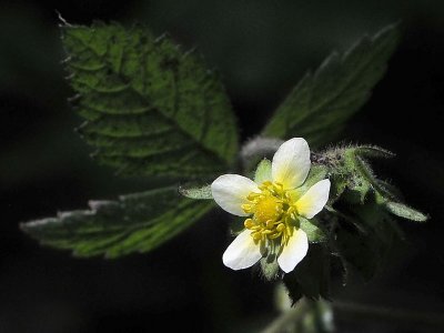 Sticky Cinquefoil, Potentilla glandulosa