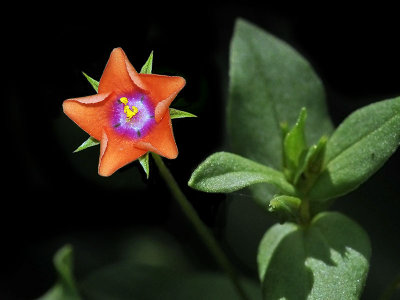 Primulaceae: Shooting Stars, Scarlet Pimpernel, Starflowers