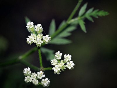 Hedge Parsley, Torilis sp.
