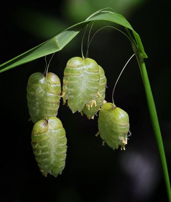 Poaceae: Grass Family