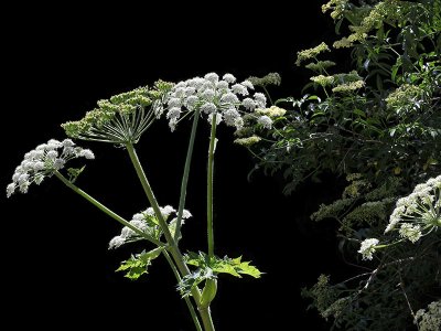 Cow Parsnip, Heracleum lanatum