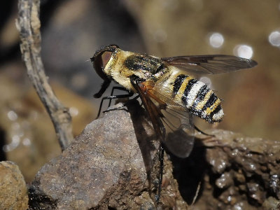 Bee Fly, Hemipenthes inops