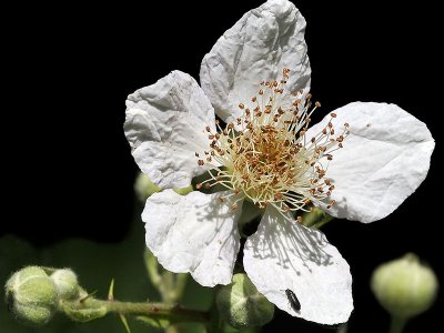 Himalayan Blackberry, Rubus discolor